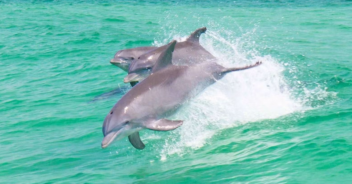 CHASE-N-FIN
