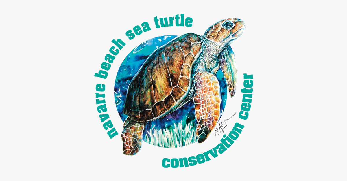 NavarreBeachTurtle