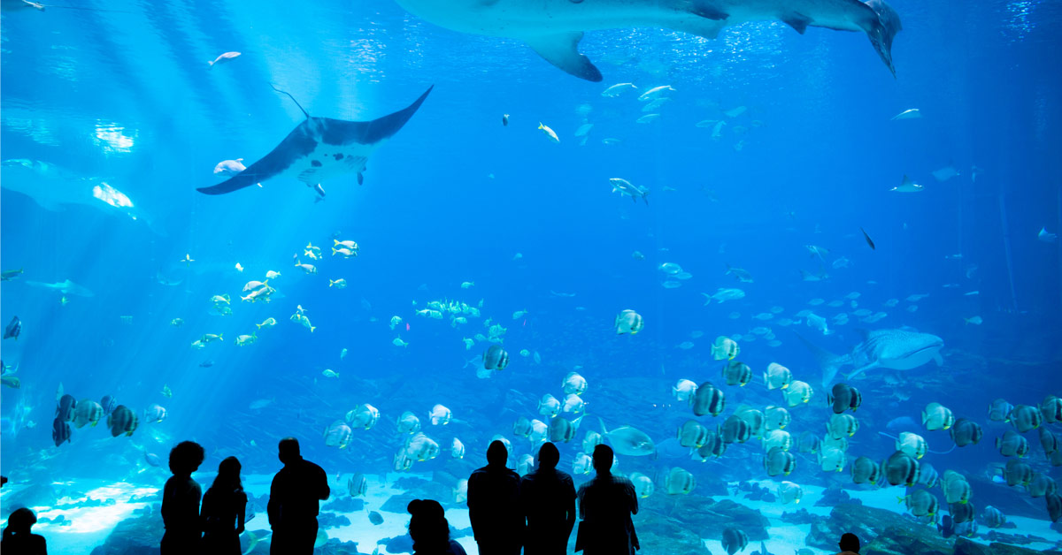 Georgia Aquarium